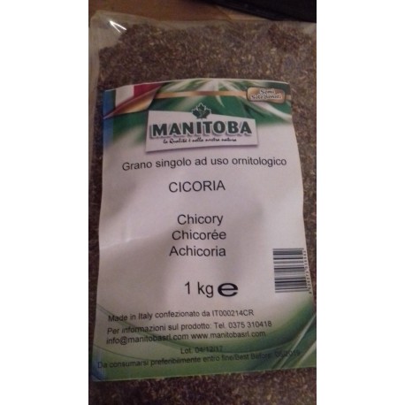 Cicoria Manitoba kg.1