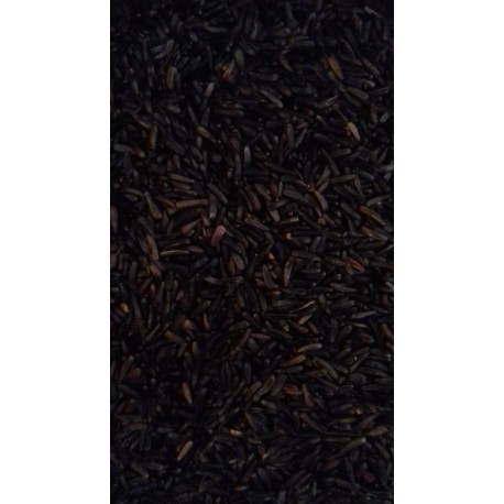 Niger Fast Germination Elevage