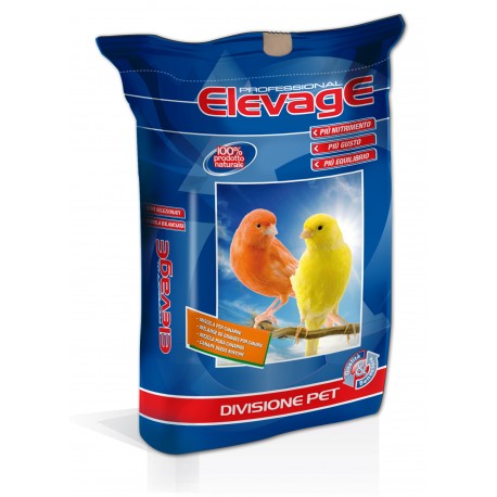 Canarini Sicilia con Perilla Elevage