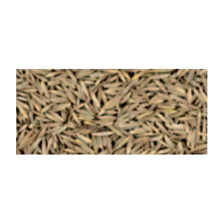 Erba Mazzolina Manitoba Knaul Grass kg.1 (sfusa)