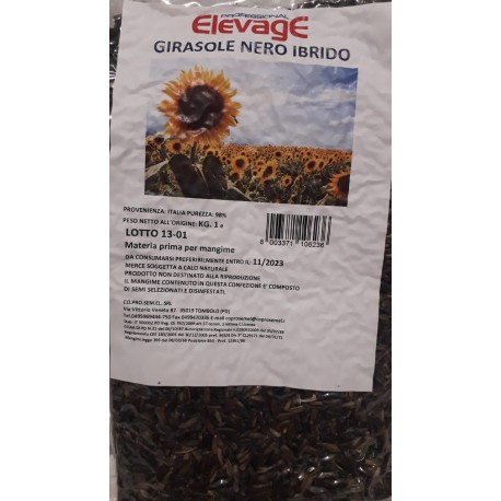 Girasole nero ibrido kg1 eleveage